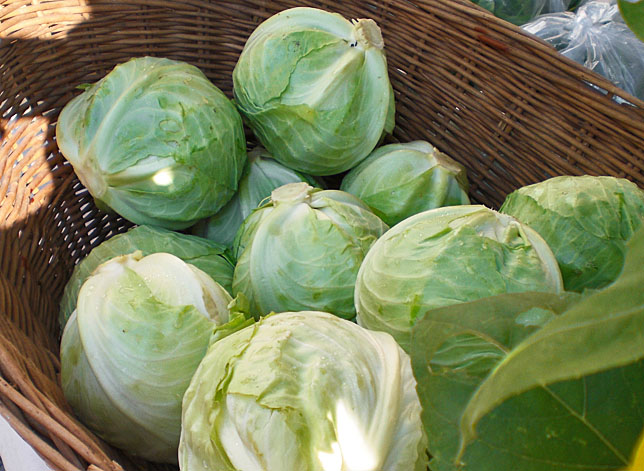 Sweet cabbages