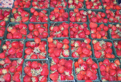 FOFstrawberries